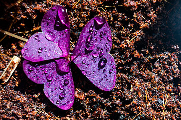 Oxalis petals with crystal water droplets