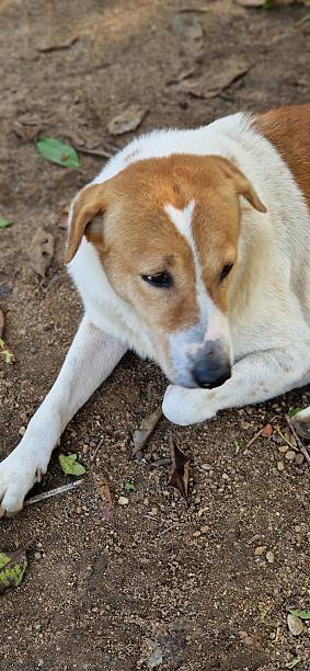 istock dog with heart 2227403785