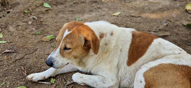 istock dog with heart 2227403787