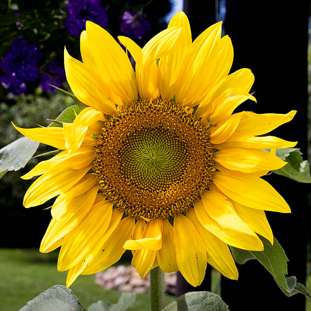 Large yellow sunflower with a black stem. The flower is surrounded by a green leaf. The sunflower is the main focus of the image, and it is the most prominent object in the scene