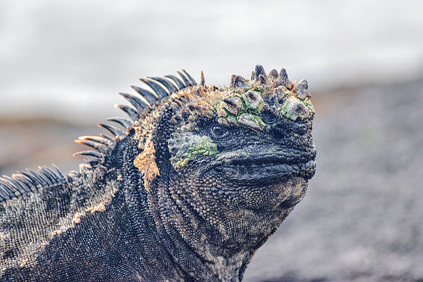 istock Marine iguana. Galapagos Islands, Ecuador 2227405152