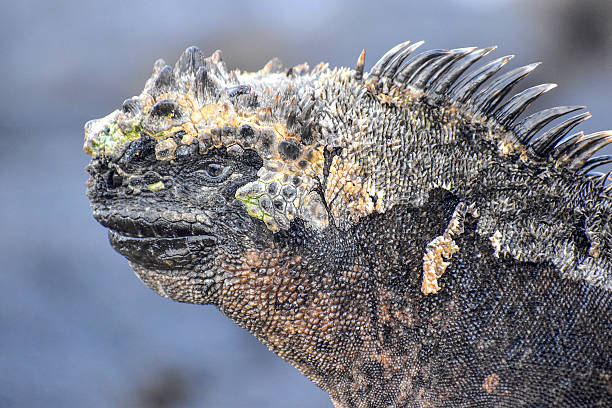 Marine iguanas, the only reptiles that can dive and swim to feed, are a species endemic to the Galapagos Islands. They spend many hours in the sun to warm themselves and recover energy.