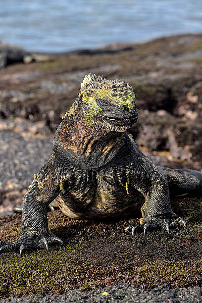 istock Marine iguana. Galapagos Islands, Ecuador 2227405205