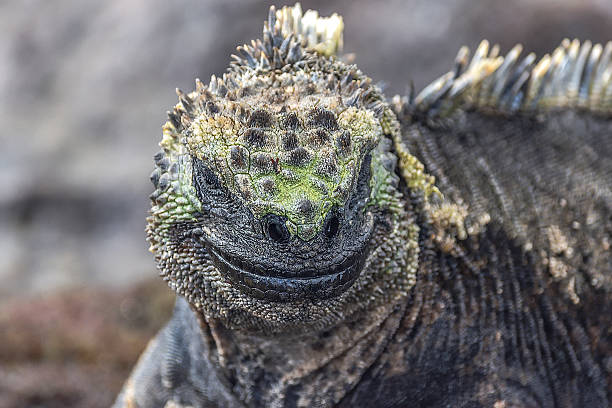 istock Marine iguana. Galapagos Islands, Ecuador 2227405219