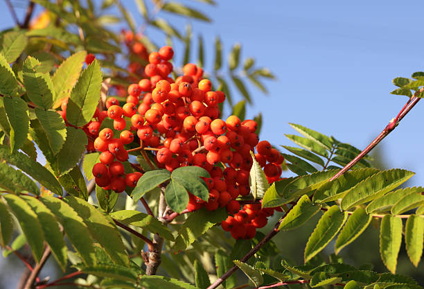 Sorbus aucuparia. Rosaceae family.\nLow angle view of orange rowan or mountain-ash in summer. \nPlant Hardiness Zone 8b.