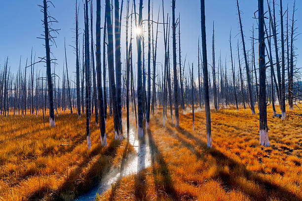 Tree snags located by the Lower Geyser Basin in Yellowstone  National Park