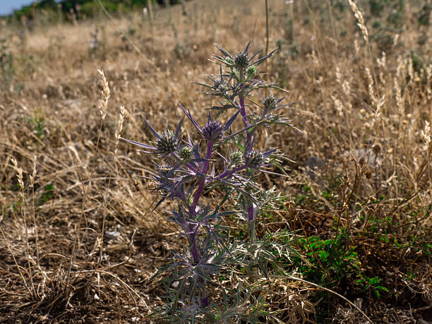 Torre Maggiore, Terni, Umbria, Italy:\nThe Gargano Eryngium amethystinum