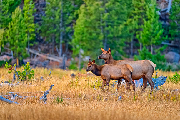 Elk in Yellowstone National Park