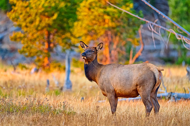 Elk in Yellowstone National Park