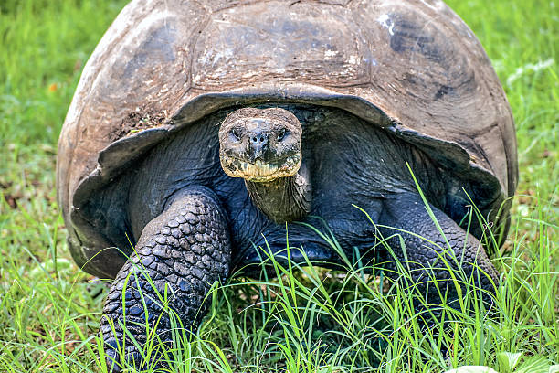 istock Giant Galapagos tortoises. Galapagos Islands, Ecuador 2227407821
