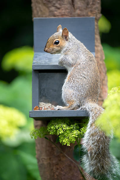 Portrait of a young grey squirrel standing on a squirrel feeder, UK.