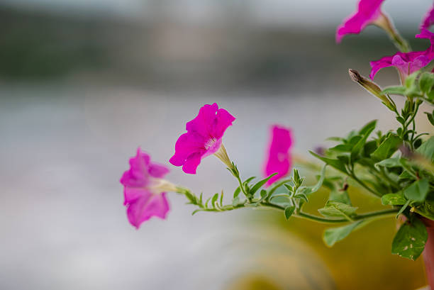 Stunning view of vibrant pink petunias blooming in sunlight. Captivating close-up reveals delicate petals and lush greenery, perfect for nature lovers.