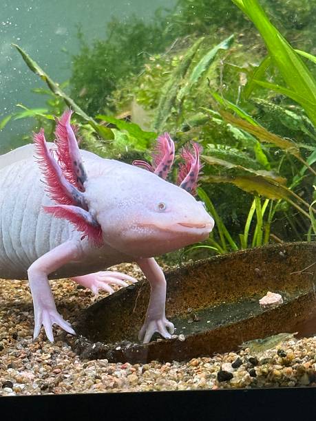 istock Leucistic axolotls in planted aquarium 2227410410
