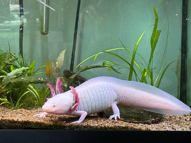 istock Leucistic axolotls in planted aquarium 2227410418