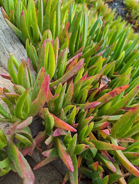 istock Textures of Sea Purslane 2227411575