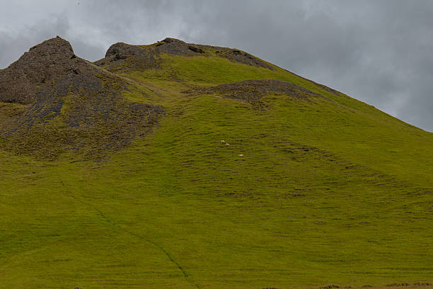 A steep grassy hillside in Iceland features a rugged rocky peak, small white sheep, and subtle trails under an overcast gray sky.