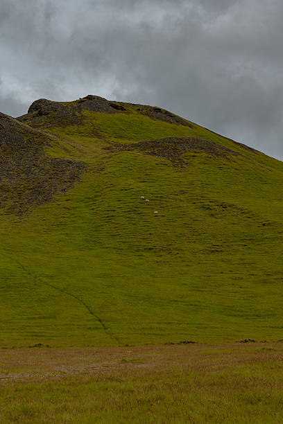 A grassy hillside with exposed rock near the peak, scattered sheep, and a flat plain in the foreground under an overcast sky in Iceland.