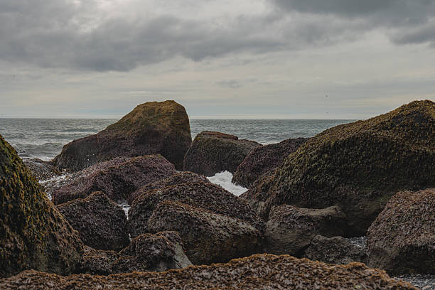 Rugged Icelandic Coastline with Moss Covered Rocks and Ocean Waves