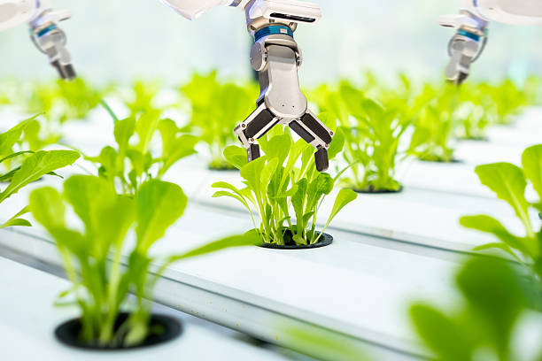 istock Robotic Arm Harvesting Hydroponic Lettuce in Smart Farm 2227414443