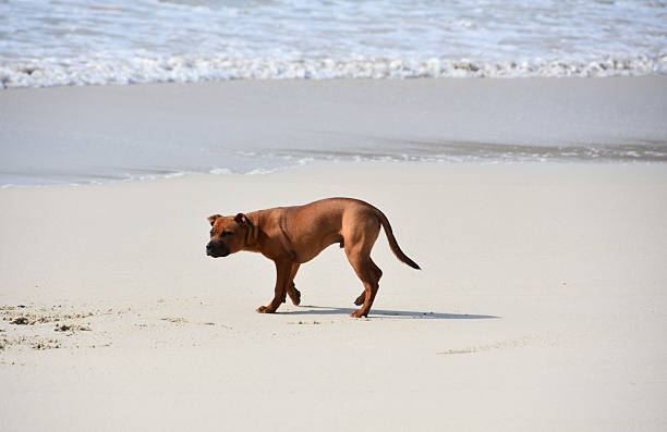 Staffordshire bull terrier pup playing on a sand beach with waves rolling ashore.