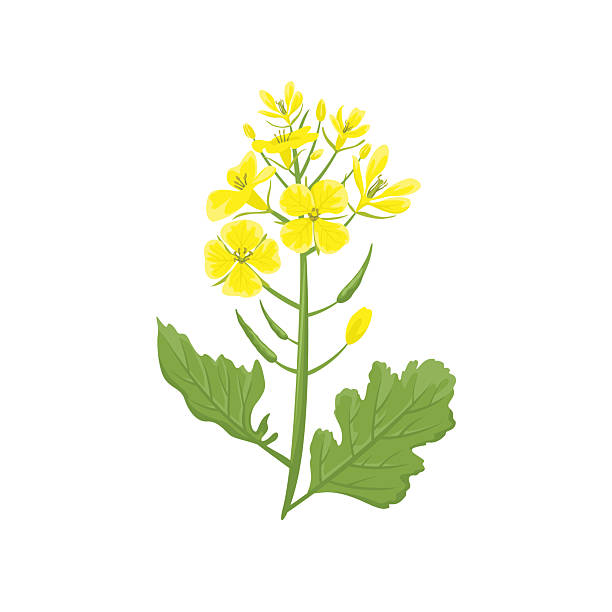 istock Mustard plant isolated on white background. Vector cartoon flat illustration. Floral icon 2227414984