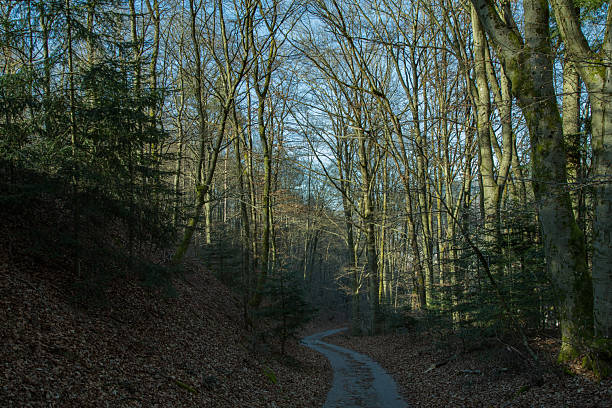 Golden forest path glowing with early morning light. a tranquil woodland scene with a winding path through bare trees and dry leaves under soft sunlight casting gentle shadows through the forest in early spring awakening