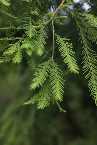 istock Bald Cypress tree -Taxodium distichum 2227415036