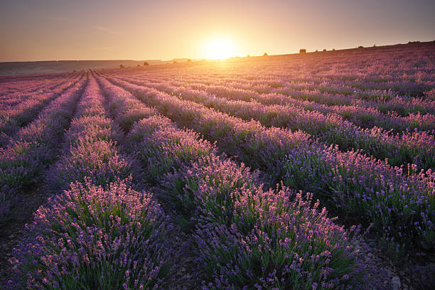 istock Meadow of lavender at sunset. 2227415401
