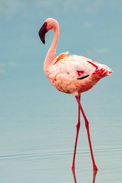 Lesser flamingos (Phoenicopterus minor) in flight over the small, shallow, alkaline-saline lake Lake Nakuru.Taken in Lake Nakuru, Kenya, Africa