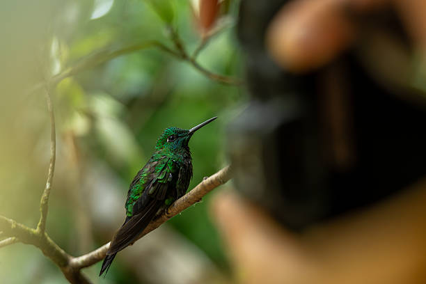 istock Green-crowned brilliant hummingbird is perched on a branch in a rainforest, while a photographer takes its picture 2227416361