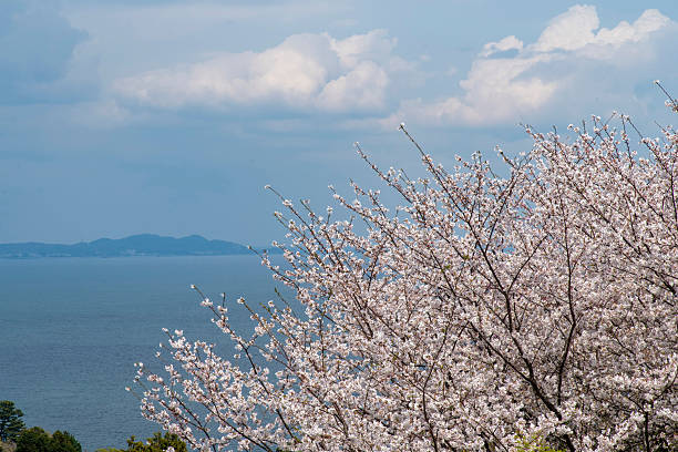 Matsushima Bay and Sakura cherry blossoms in Spring from Saigyo modoshi no matsu park near Sendai city, Miyagi Prefecture, Tohoku, Japan. Landmark and famous for tourists attraction. Japan travel