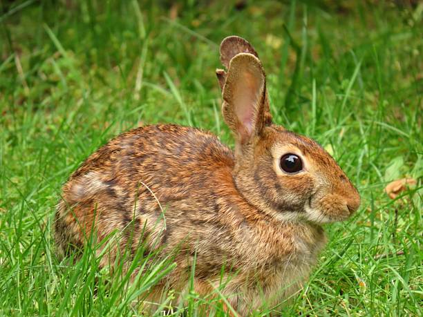 istock Close-up of a Brown Rabbit in Grass 2227417251