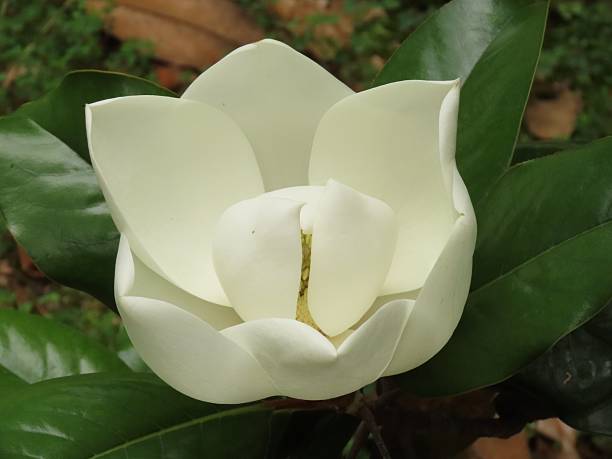 istock White Magnolia Flower Close-Up 2227417282
