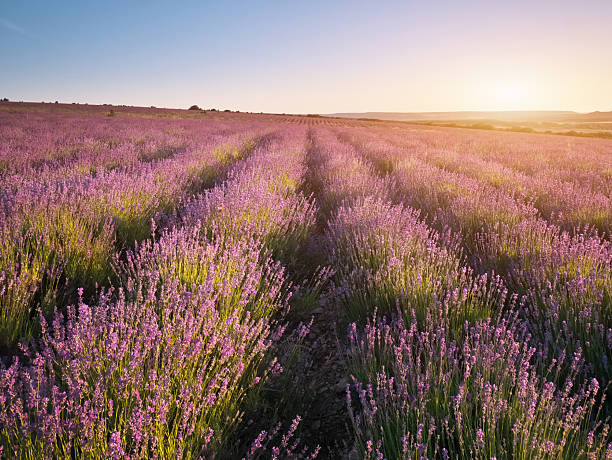 istock Meadow of lavender at sunset. 2227417424
