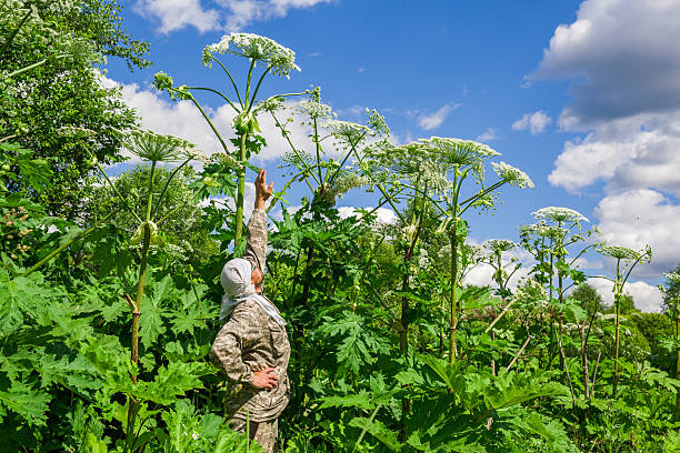 Wildflower stalks bearing delicate umbrella-shaped blooms are displayed, radiating resilience. The detailed structures stand out vividly against a softly blurred, verdant background, creating a serene and peaceful natural view.