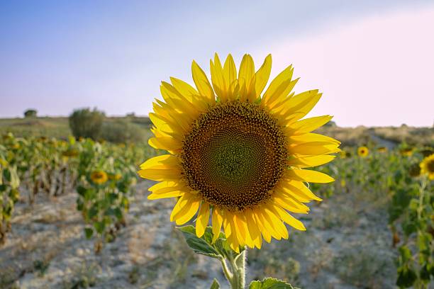 Close-up of a vibrant sunflower in a field under a clear sky, capturing the essence of summer.