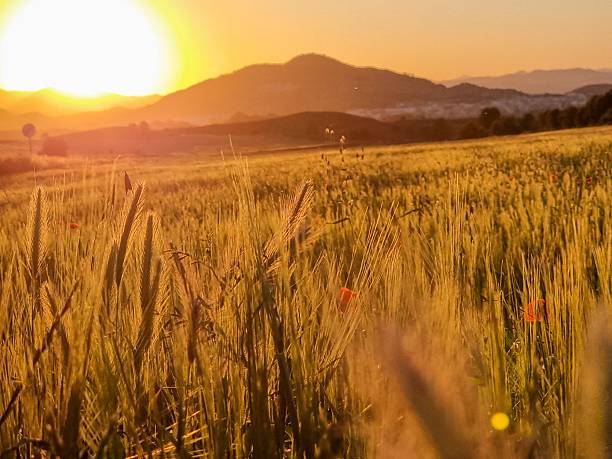 istock Golden Wheat Field at Sunset 2227422885