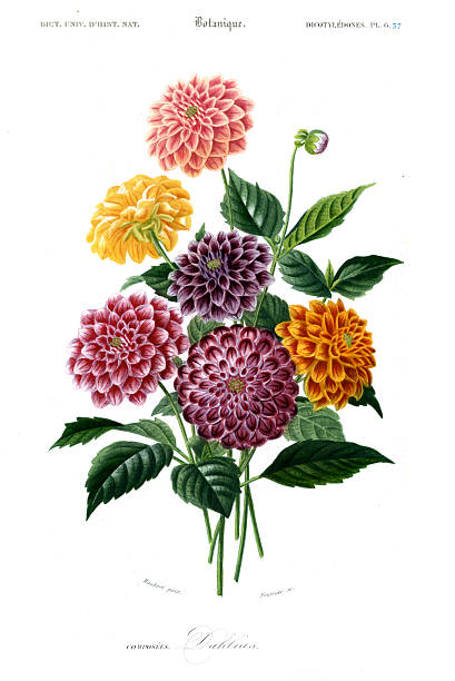 Hand-colored steel Engraving Dictionnaire Universel d’Histoire Naturelle by Charles d'Orbigny 1849