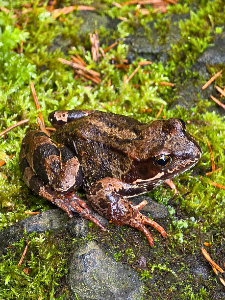 istock The moor frog resting on moss 2227428217