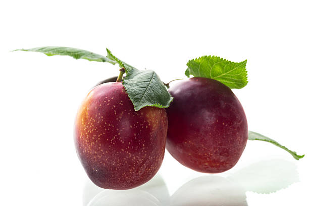 Three juicy plums with a blush close-up on a white background.