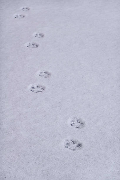 istock Cat Foot Prints in the snow. 2227429600