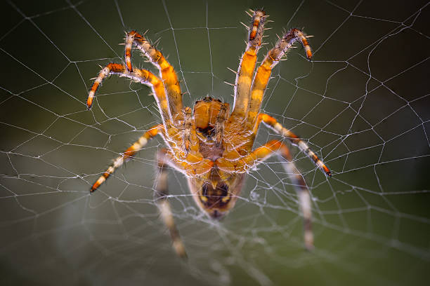 istock Macro image of orb-weaver spider on silk web 2227429690