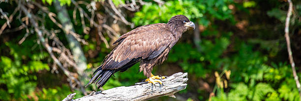istock Bald Eagle (Haliaeetus leucocephalus) immature, perched on a branch on the Rainbow Flowage in northern Wisconsin 2227430189