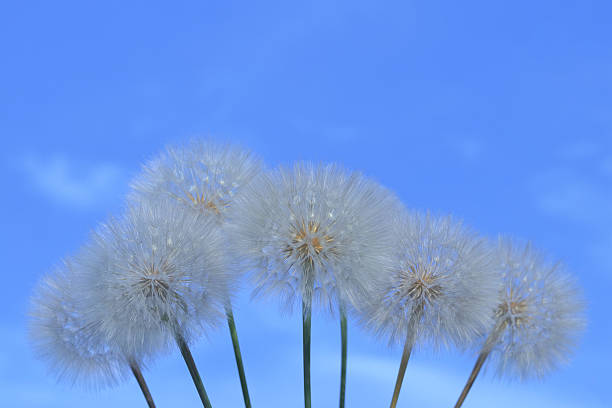 Close-up of Taraxacum seed heads with soft, fluffy texture set against a vivid blue sky. Peaceful natural scene with airy composition and gentle lighting.