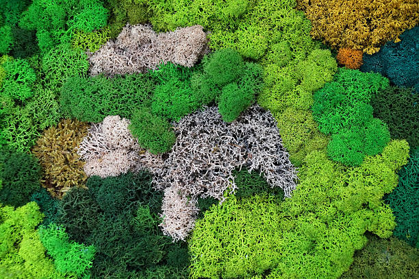 istock Decorative stabilized forest moss of different shades. in wall decor. Eco-friendly interior design 2227430648