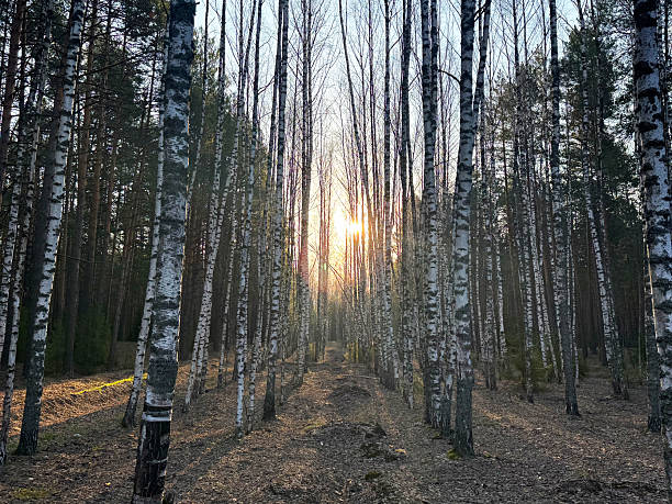 Birch forest with white trunks and yellow leaves before falling leaves in autumn. scenic landscape for wallpaper or background