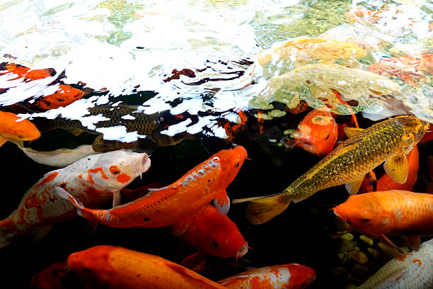 istock Many Coy Fish Swimming 2227430694