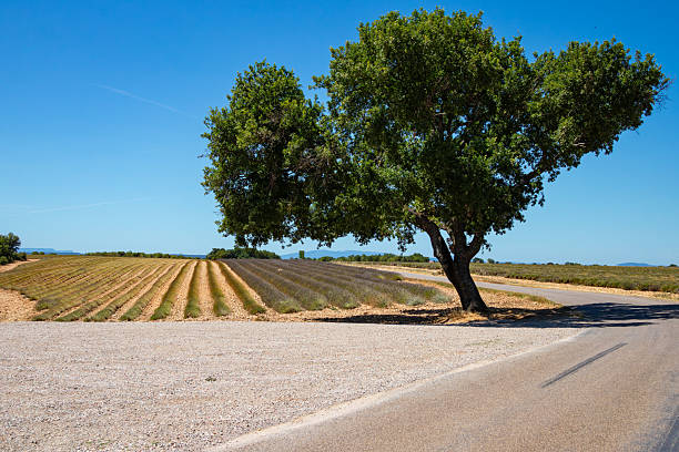 Lavender fields of Provence in summer