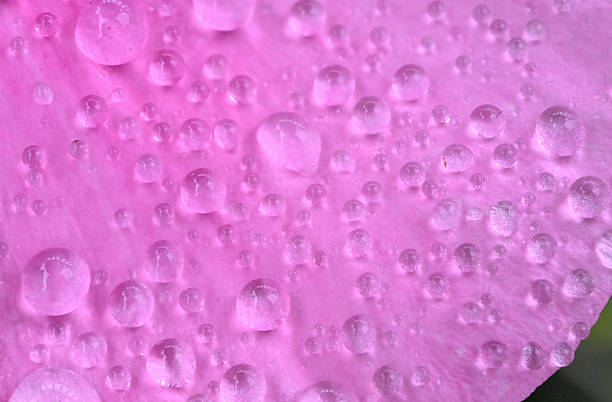 Extreme macro close up depicting pink freesia flowers in full bloom with a defocused bokeh background. Tiny water drops glisten on the flower's fragile petals. Room for copy space.