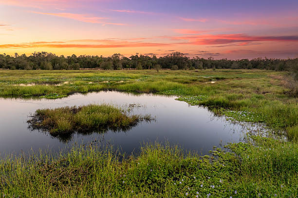 istock Florida wetlands with water between green wild vegetation. Tropical ecosystem at sunset 2227431321